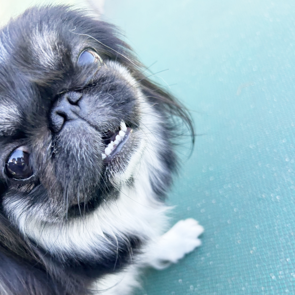 生徒が撮影したモデル犬♪①